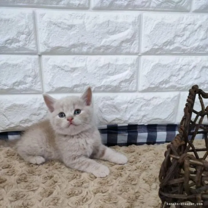 ID：2210-00100の子猫