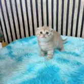 スコティッシュフォールド(折れ耳)【大阪府・女の子・2024年8月23日・レッドタビー】の写真2