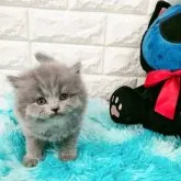 ブリティッシュロングヘア【大阪府・男の子・2023年7月20日・ブルー】の写真2