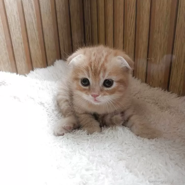 ID：2509-02946の子猫