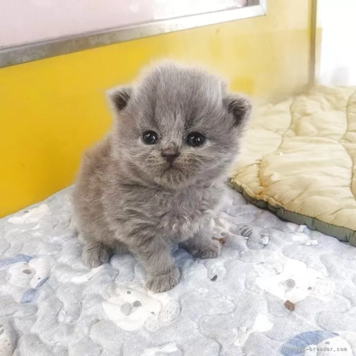 ID：2509-03002の子猫