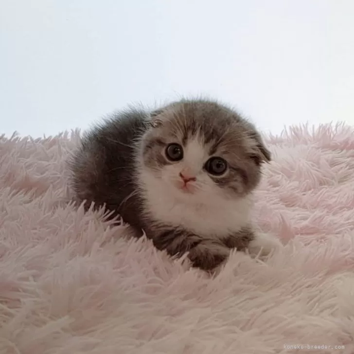 ID:2504-02250の子猫