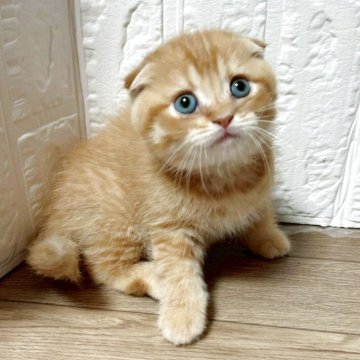 スコティッシュフォールド(折れ耳)【大阪府・男の子・2025年10月1日・レッドタビー（ショート）】の写真「11月27日迄掲載。」