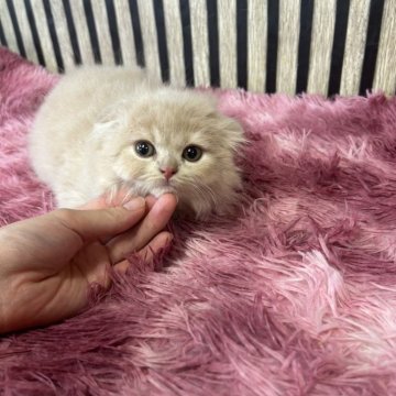 スコティッシュフォールド(折れ耳)【大阪府・男の子・2025年5月1日・クリーム（ロング）】の写真「特別価格(期間限定)」
