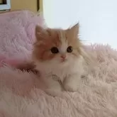 スコティッシュフォールド(立ち耳)