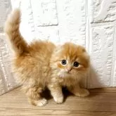 スコティッシュフォールド(折れ耳)