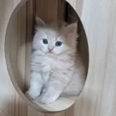 スコティッシュフォールド(立ち耳)