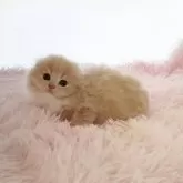 スコティッシュフォールド(折れ耳)【大阪府・男の子・2025年3月13日・クリームアンドホワイト】の写真1