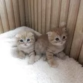 スコティッシュフォールド(折れ耳)【大阪府・男の子・2025年8月26日・レッドタビー】の写真4