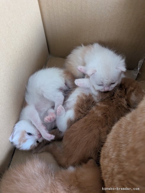 丹羽佑介ブリーダーのブログ：子猫産まれました😺