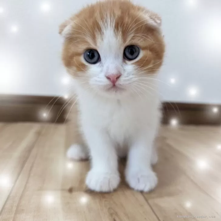 ヒロ 様のお迎えした子猫