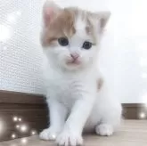スコティッシュフォールド(立ち耳)