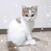 スコティッシュフォールド(立ち耳)