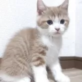 スコティッシュフォールド(立ち耳)【愛知県・男の子・2025年4月4日・レッドタビー&ホワイト】の写真2