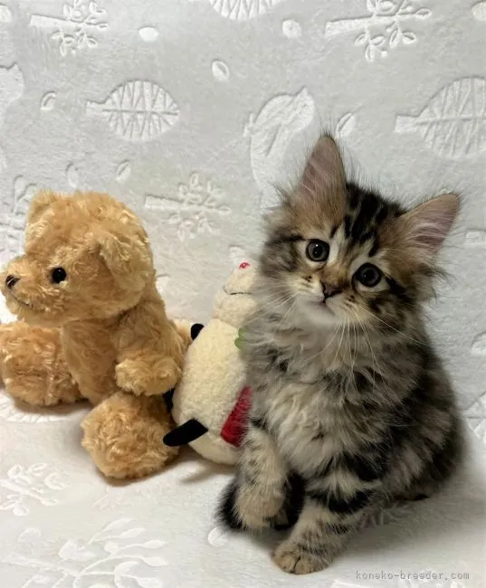 ID：2203-02092の子猫