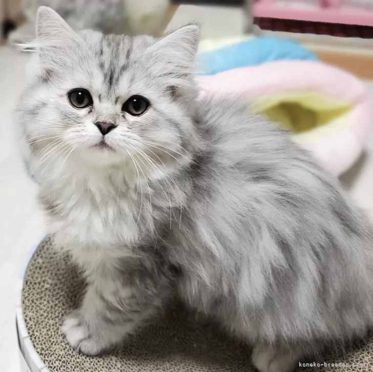 ID：2401-01934の子猫