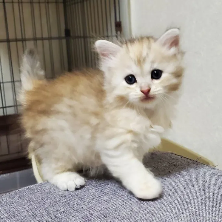 ID：2303-02642の子猫