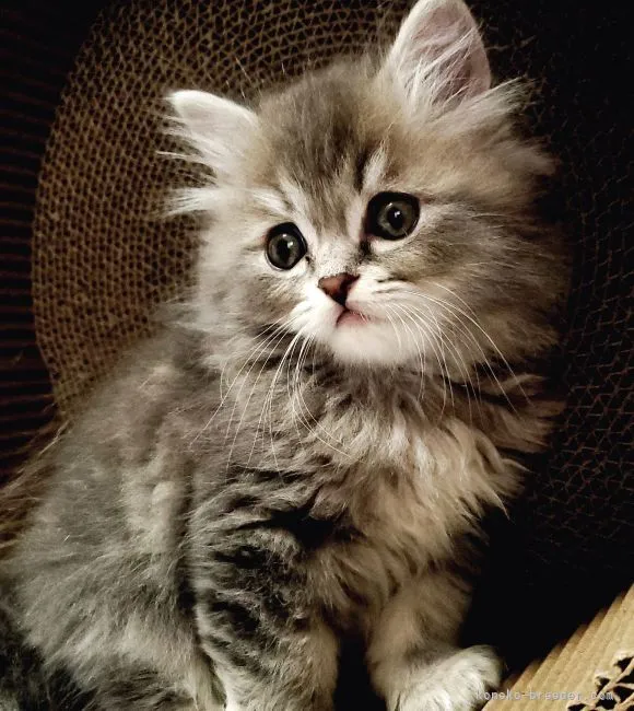 ID:2202-00331の子猫