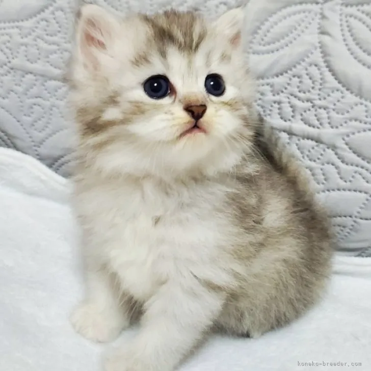 ID:2310-02832の子猫