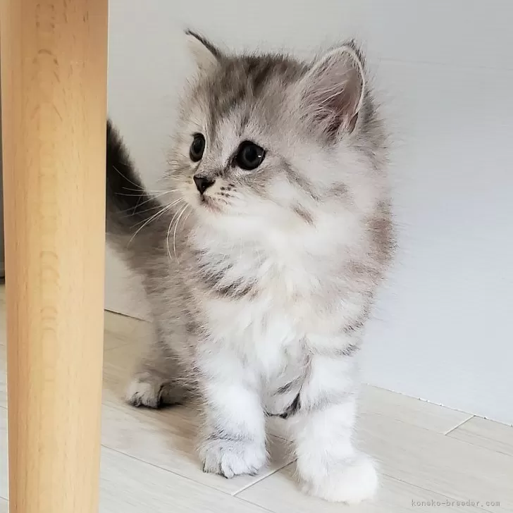 ID:2408-00585の子猫