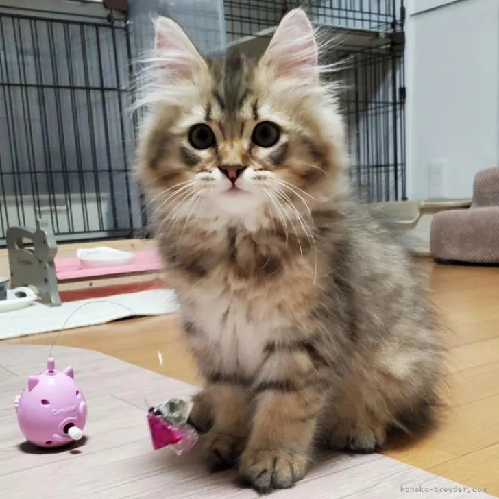 どんぐり 様のお迎えした子猫