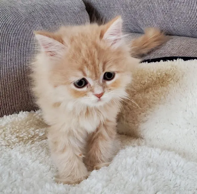 ID：2105-01052の子猫