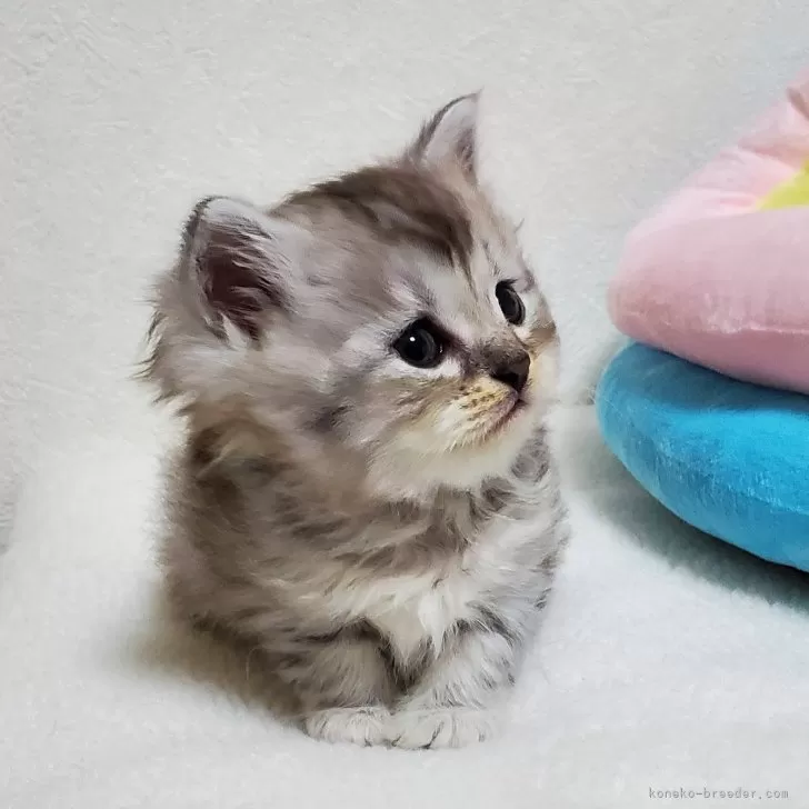 ID:2401-01662の子猫