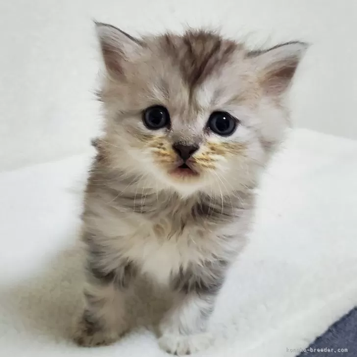 Y.Ｉ 様のお迎えした子猫