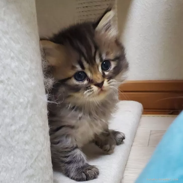 YS 様のお迎えした子猫
