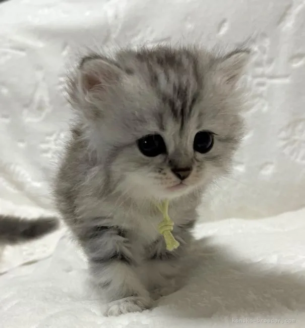 ID:2204-00905の子猫