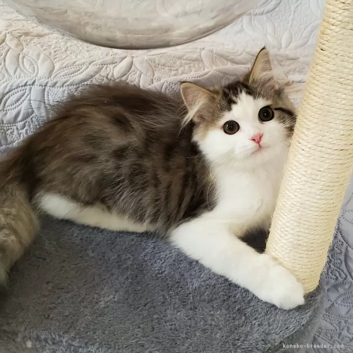 ID:2409-03270の子猫