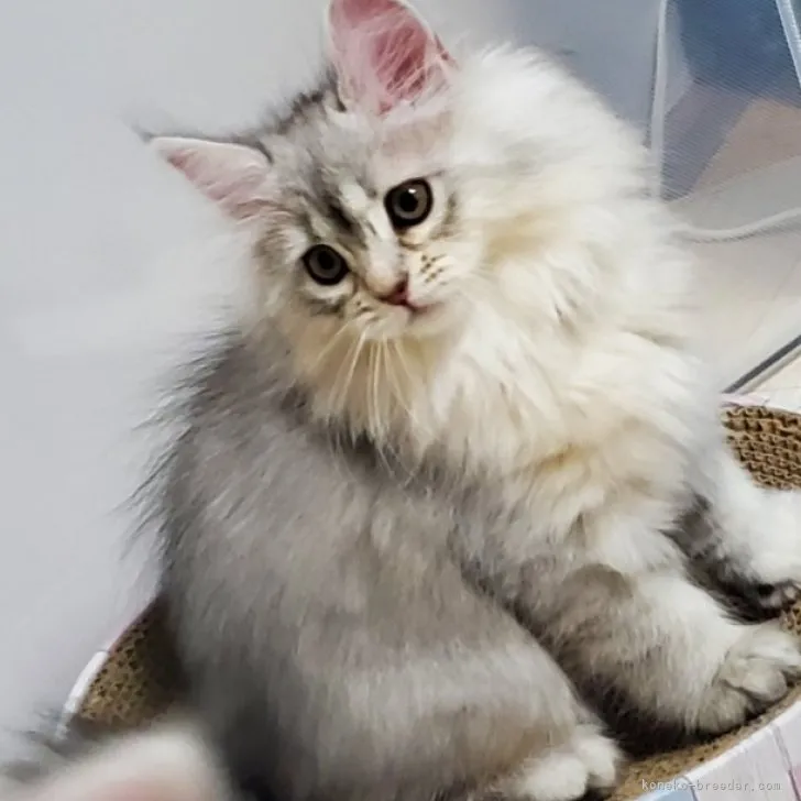 ID:2302-00595の子猫