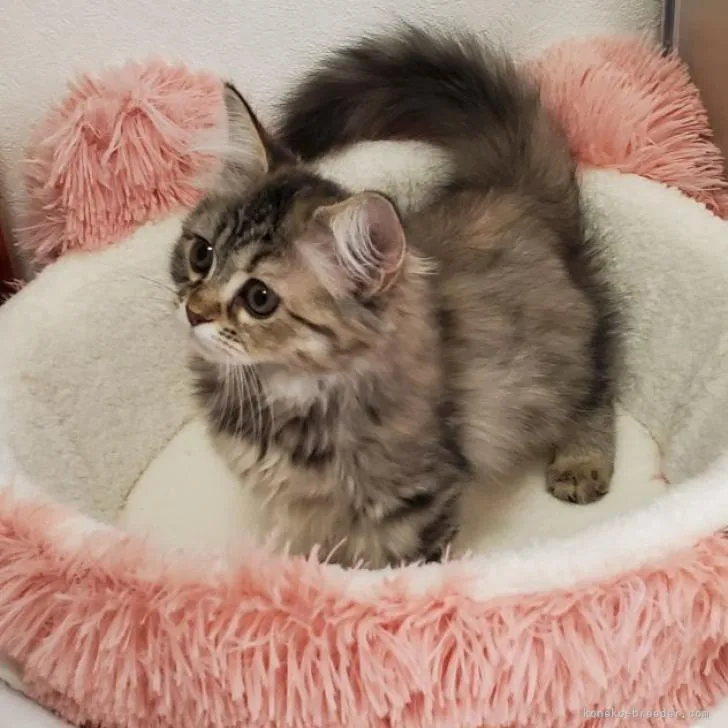 ID:2212-02392の子猫