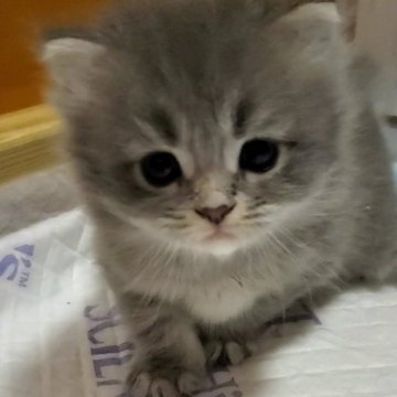 サイベリアン【静岡県・女の子・2023年8月15日・ブルーシルバータビー】の写真「ふっくらふわふわ」