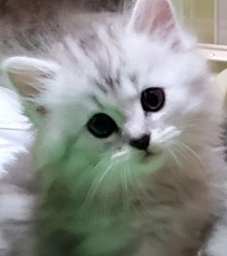 サイベリアン【静岡県・男の子・2022年3月8日・シルバータビー&ホワイト】の写真「まん丸お目目の可愛い男の子💕」