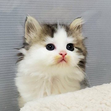 サイベリアン【静岡県・男の子・2024年7月20日・ブルータビー&ホワイト】の写真「クリクリお目目の可愛い男の子」