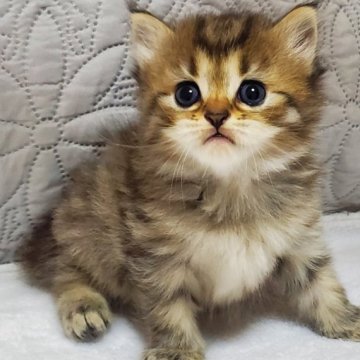 サイベリアン【静岡県・男の子・2023年9月24日・シルバータビー】の写真「優しいおめめのフワモコちゃん」