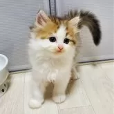 サイベリアン【静岡県・女の子・2024年7月20日・ブラウンパッチドタビー&ホワイト】の写真1「甘え上手な膝乗りガール!!」