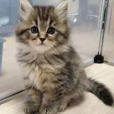 サイベリアン【静岡県・女の子・2022年5月31日・ブラウンタビー】の写真1「7/15撮影」