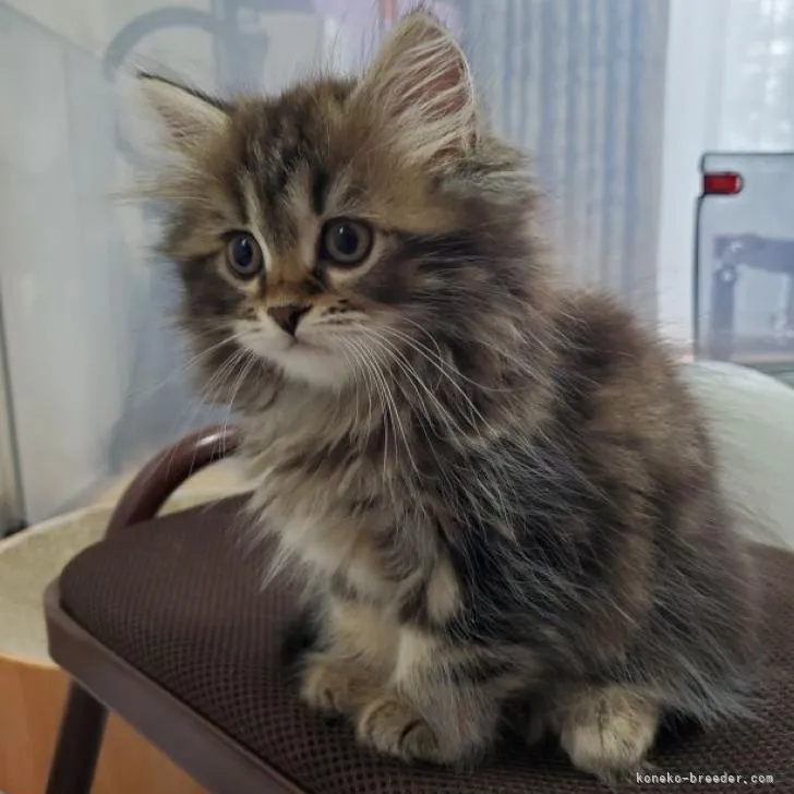 ID:2207-01542の子猫