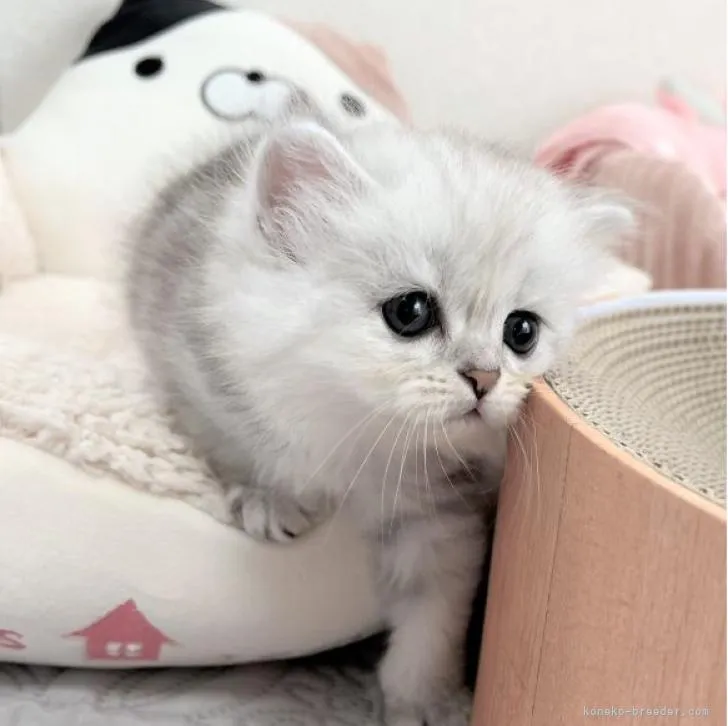 ID:2206-02919の子猫