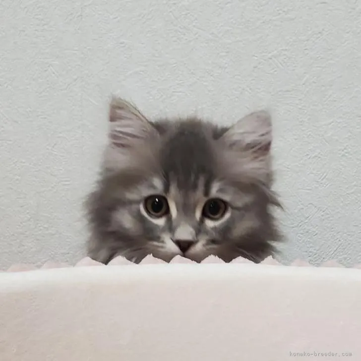 ID：2207-01075の子猫