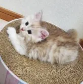 サイベリアン【静岡県・女の子・2023年2月18日・シルバーパッチドタビー&ホワイト】の写真2「4/4撮影」