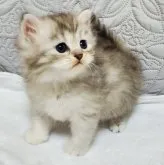 サイベリアン【静岡県・女の子・2023年9月24日・シルバーパッチドタビー&ホワイト】の写真2