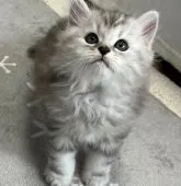 サイベリアン【静岡県・男の子・2022年3月8日・シルバータビー&ホワイト】の写真3「4/24撮影」