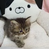 サイベリアン【静岡県・女の子・2022年5月31日・ブラウンタビー】の写真3「7/15撮影」