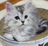 サイベリアン【静岡県・男の子・2023年12月10日・シェーデッドシルバー&ホワイト】の写真4