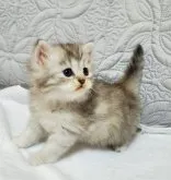 サイベリアン【静岡県・女の子・2023年9月24日・シルバーパッチドタビー&ホワイト】の写真5