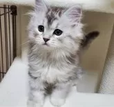 サイベリアン【静岡県・男の子・2023年12月10日・シェーデッドシルバー&ホワイト】の写真5