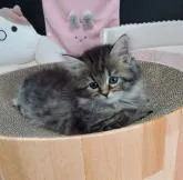 サイベリアン【静岡県・女の子・2022年5月31日・ブラウンタビー】の写真5「7/15撮影」